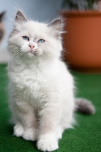 Benjamin Button von Rubinrot 18.05.2010